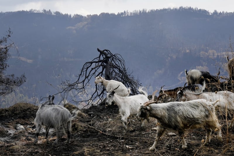 Kozy procházejí spálenou krajinou v Řecku.