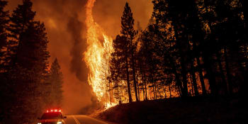 Lesními požáry trpí i zvířata. Přicházejí o své domovy a mají popáleniny po celém těle