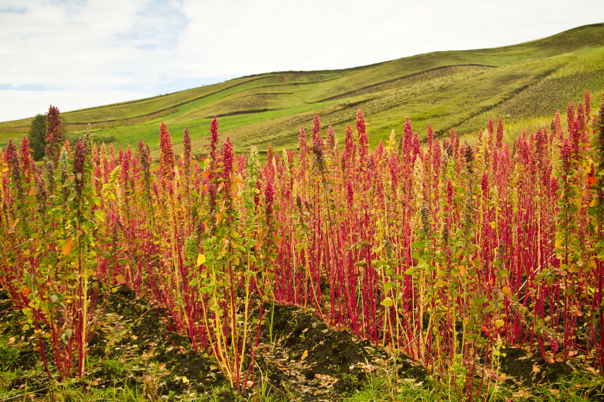 Quinoa je pseudoobilovina i superpotravina, která k nám dorazila až z dalekého Chile, kde se pěstovala již před 5000 lety