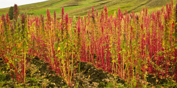 Quinoa je superpotravina, kterou můžete začít pěstovat na své zahrádce