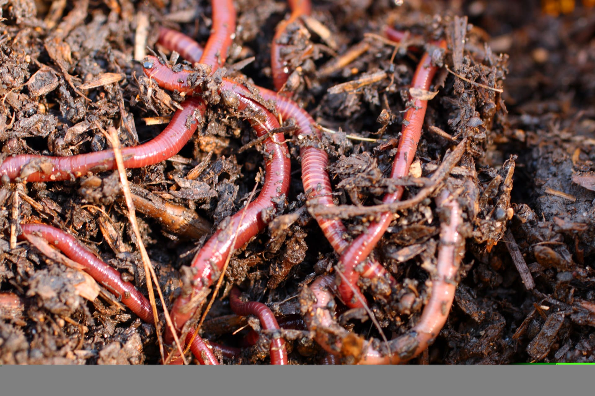 Žížaly v kompostu přetvářejí materiál, jejich silný výskyt značí, že kompost je dobře udržován