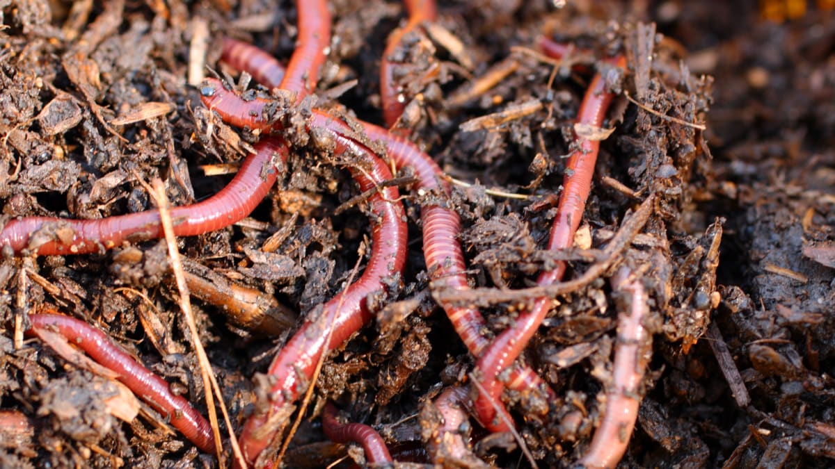 Žížaly v kompostu přetvářejí materiál, jejich silný výskyt značí, že kompost je dobře udržován