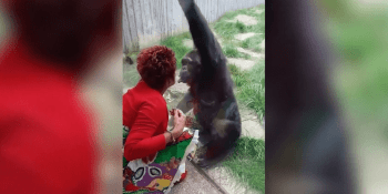 Žena se zamilovala do šimpanze. Navštěvovala ho čtyři roky, teď jí zoo zakázala kontakt