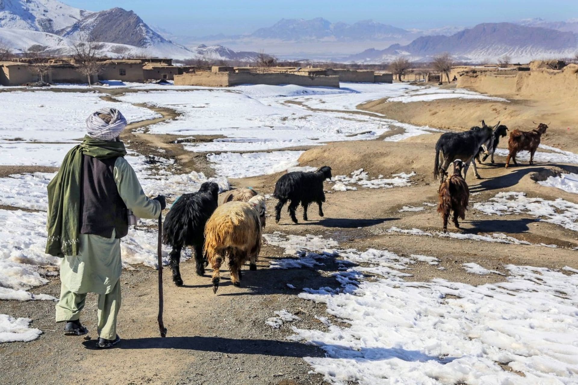 Afghánský pastevec