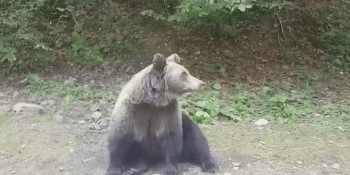 Záhadný medvěd, po kterém se pátralo poblíž Prahy, se našel. Místo všechny překvapilo