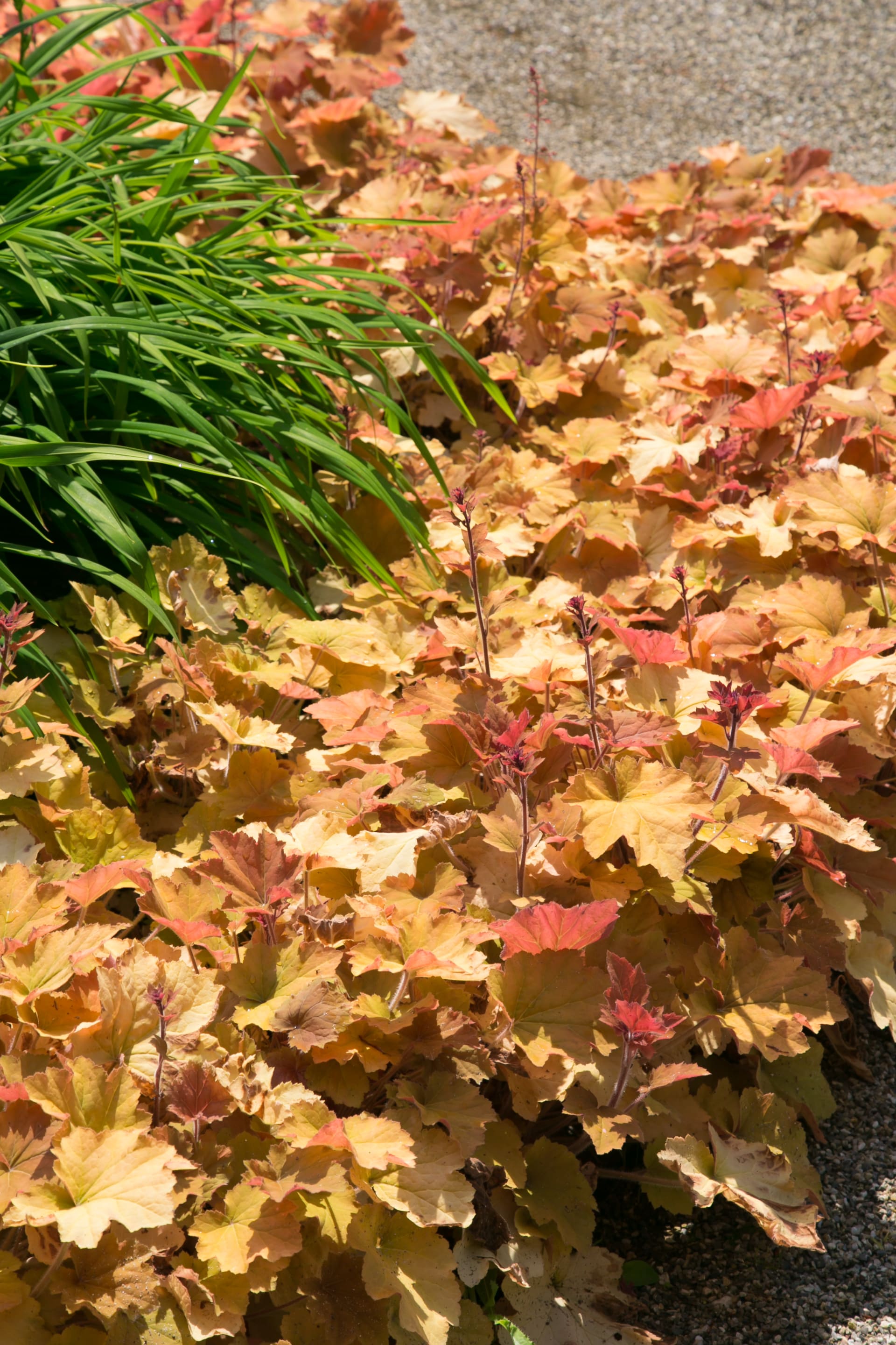 Heuchera villosa caramel má zlatavěoranžovou barvu listů