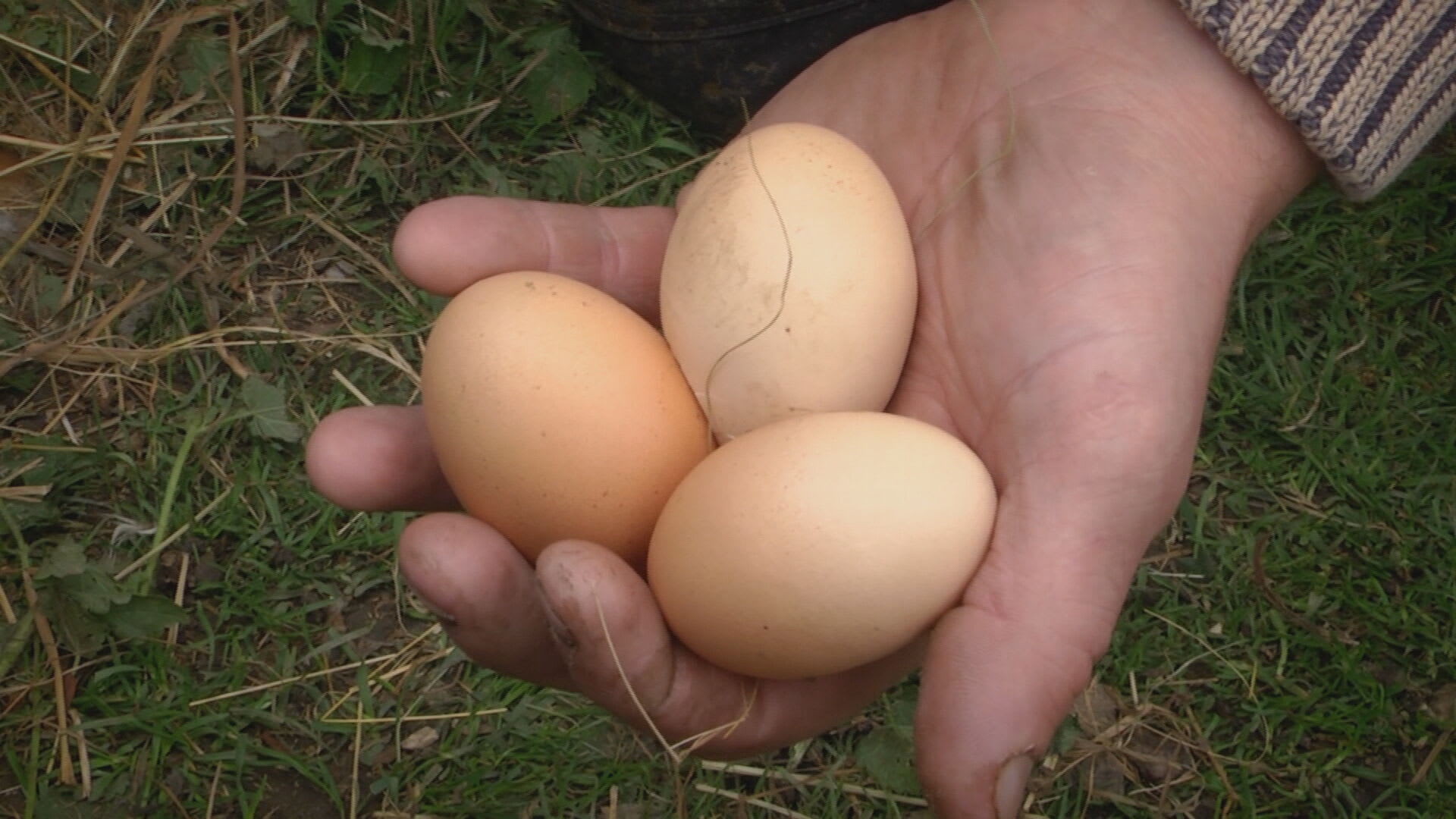 Ceny vajec rychle rostou, lidé si proto pořizují vlastní slepice.