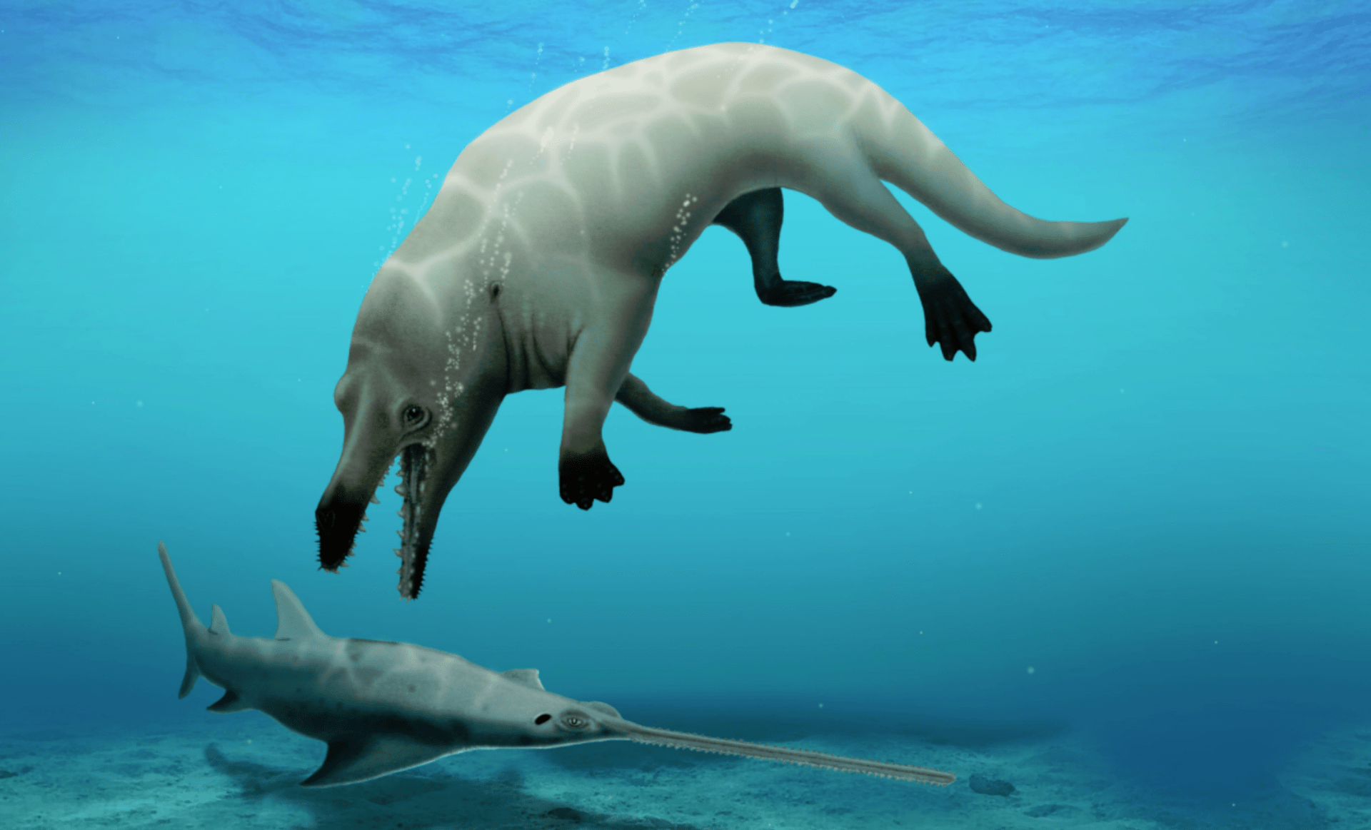 Ilustrace, jak mohla vypadat čtyřnohá velryba Phiomicetus anubis.