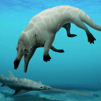 Ilustrace, jak mohla vypadat nově objevená čtyřnohá velryba Phiomicetus anubis.