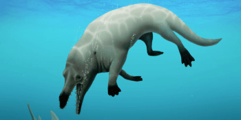 V Egyptě objevili nový druh vyhynulé čtyřnohé velryby. Jméno dostala po bohu smrti
