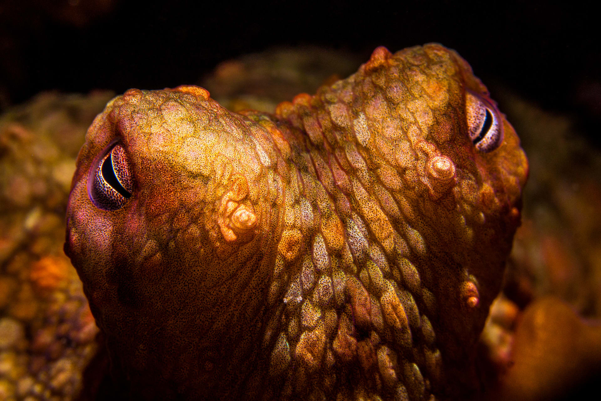 Samice chobotnice sydneyské se podle vědců brání vlezlým samcům tak, že na ně hází bahno.