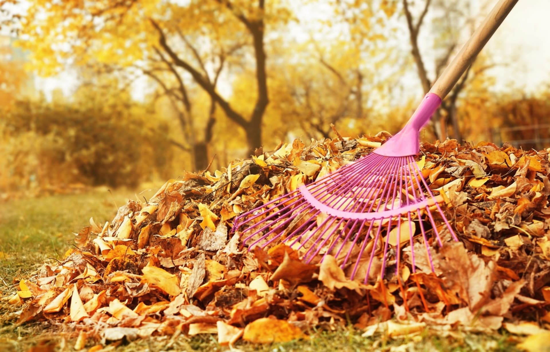 Spadané listí použijte pro tvorbu listovky nebo do kompostu, nenechávejte jej na zemi