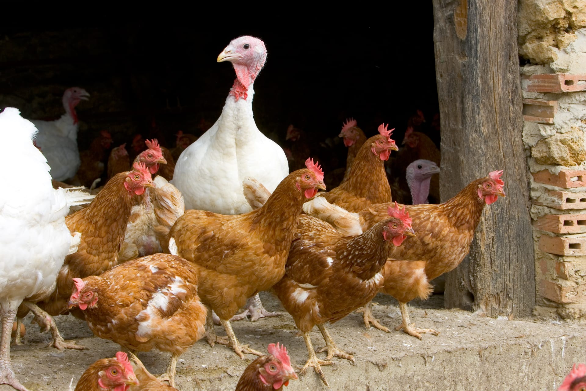 Česká republika získala od Světové organizace pro zdraví zvířat (OIE) status země bez výskytu ptačí chřipky. 
