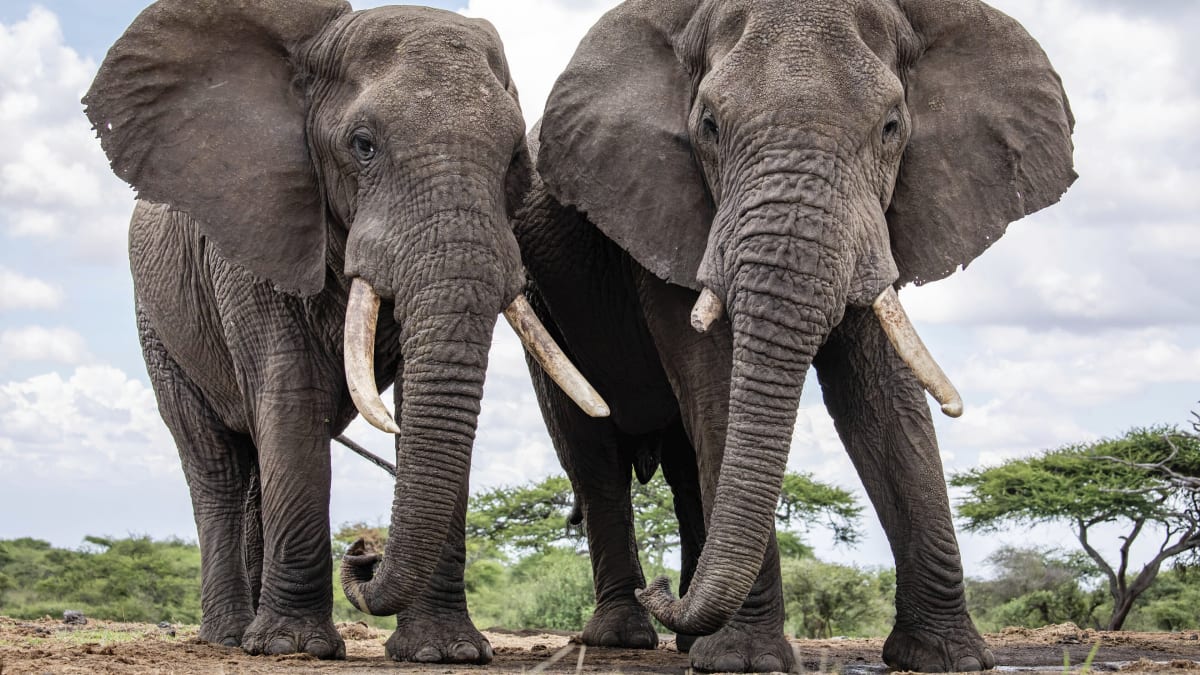 V Keni žije v současné době ve volné přírodě 36 280 slonů.