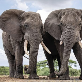V Keni žije v současné době ve volné přírodě 36 280 slonů.