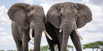 Úspěšný boj proti pytlákům. V Keni ve volné přírodě žije téměř 40 tisíc slonů