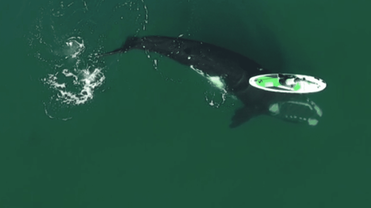 Velryba podplouvá pod ženou na plováku.
