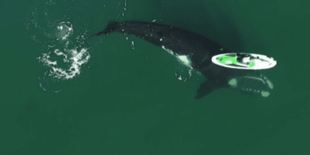 Velryba v Argentině něžně odtlačila ženu na paddleboardu. V zálivu se chtěla pářit