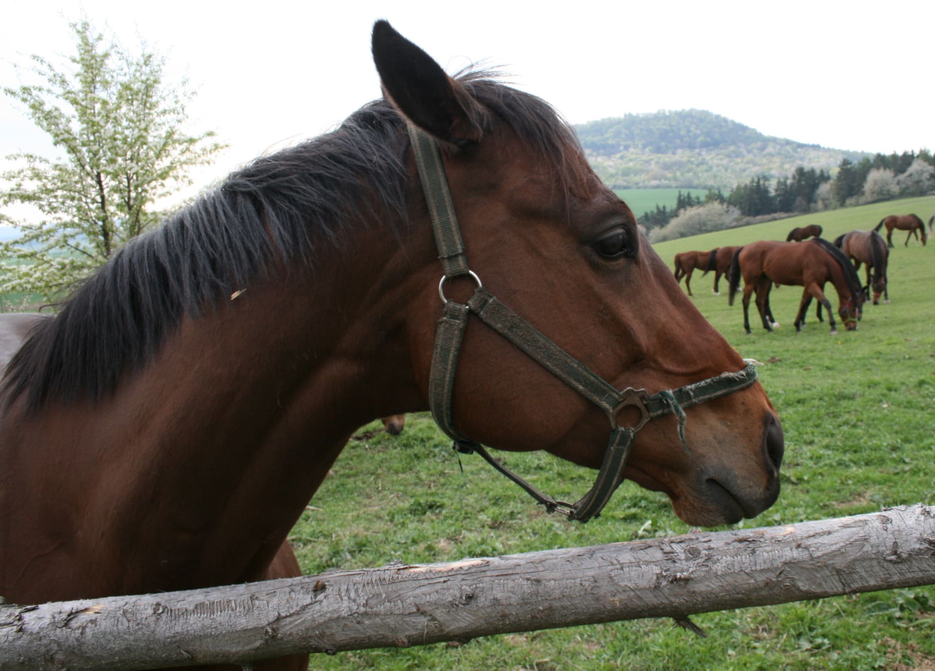 Pohled na koně, které trénují manželé Váňovi