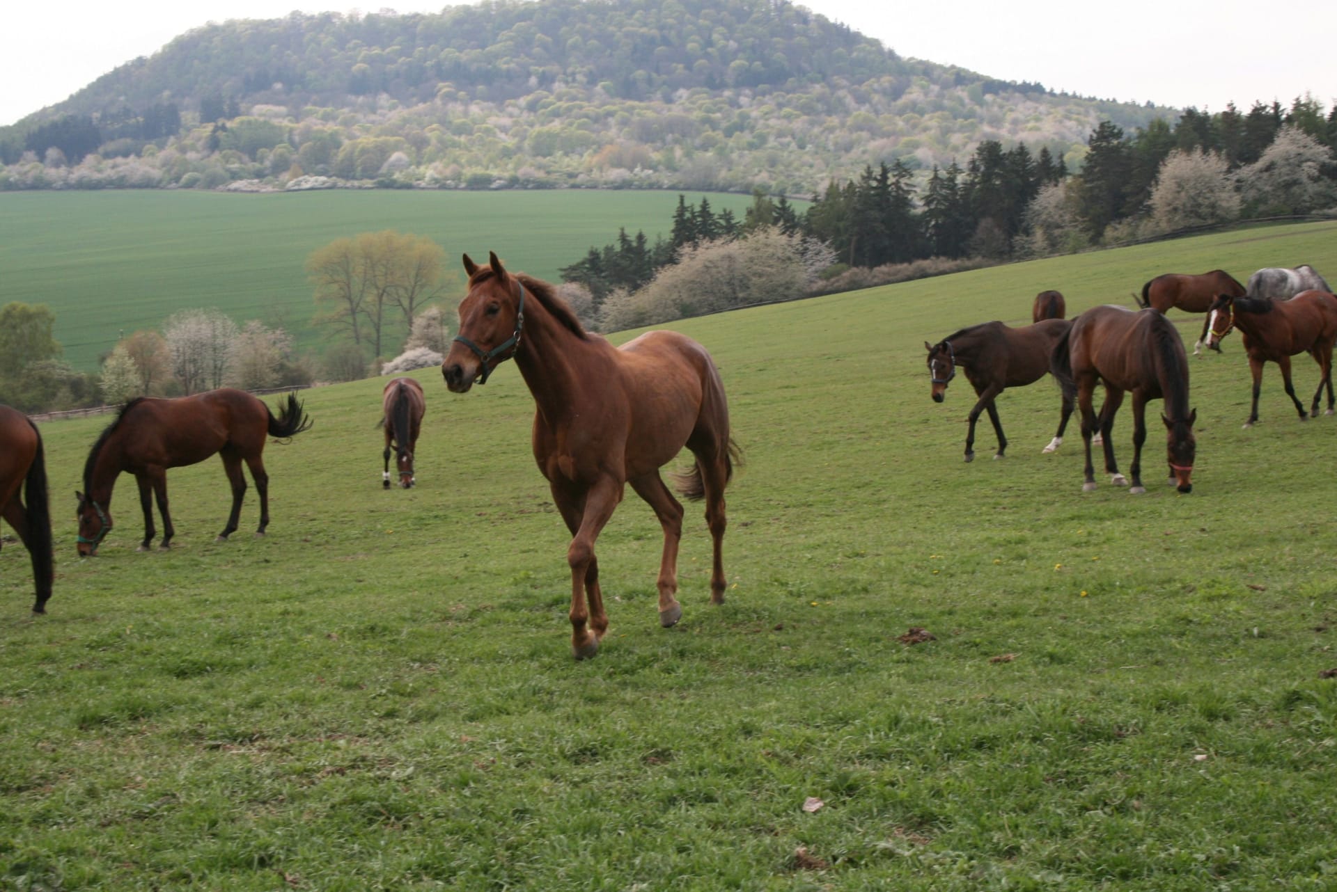 Volně se pasoucí dostihové koně nedaleko Chyší a v pozadí vrch Vladař