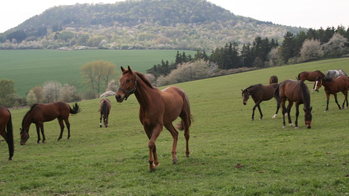 Volně se pasoucí dostihové koně nedaleko Chyší a v pozadí vrch Vladař