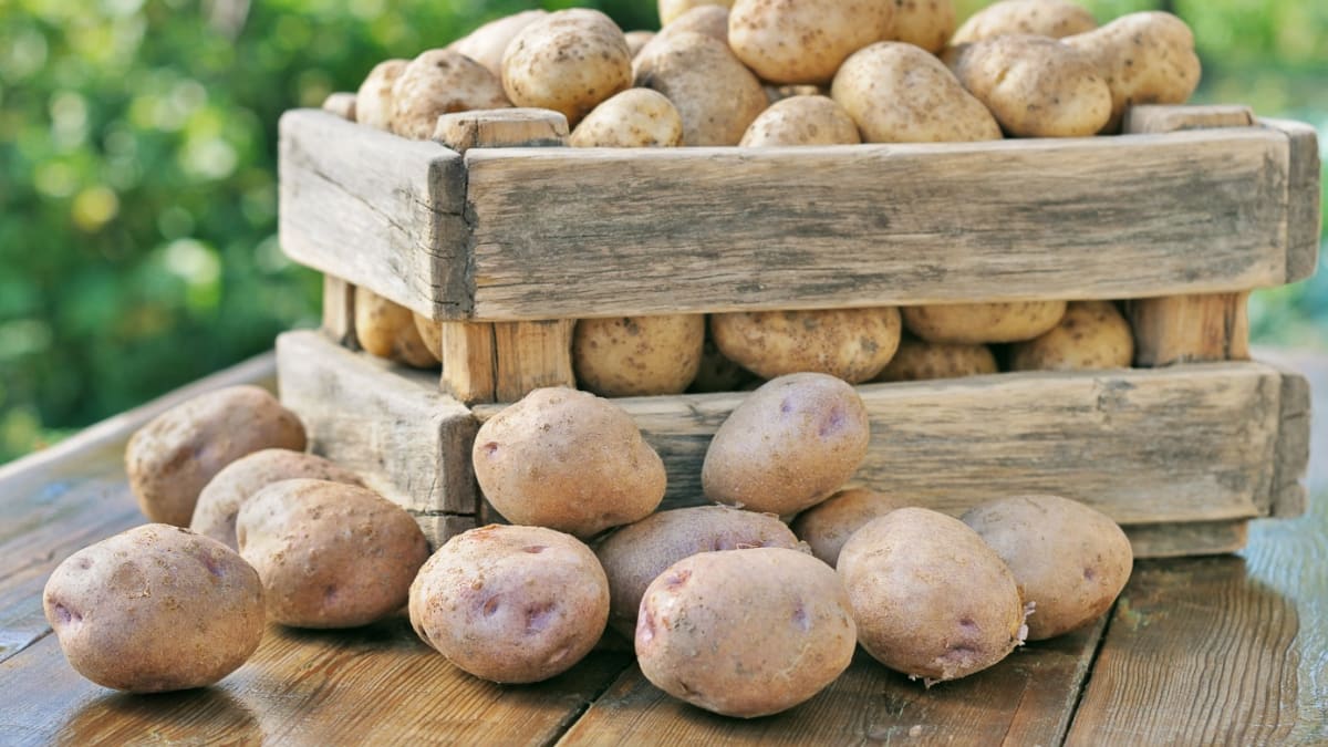 V září je čas na sklizeň a uskladnění brambor