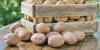 Jakých chyb se při sklizni a uskladnění brambor vyvarovat?