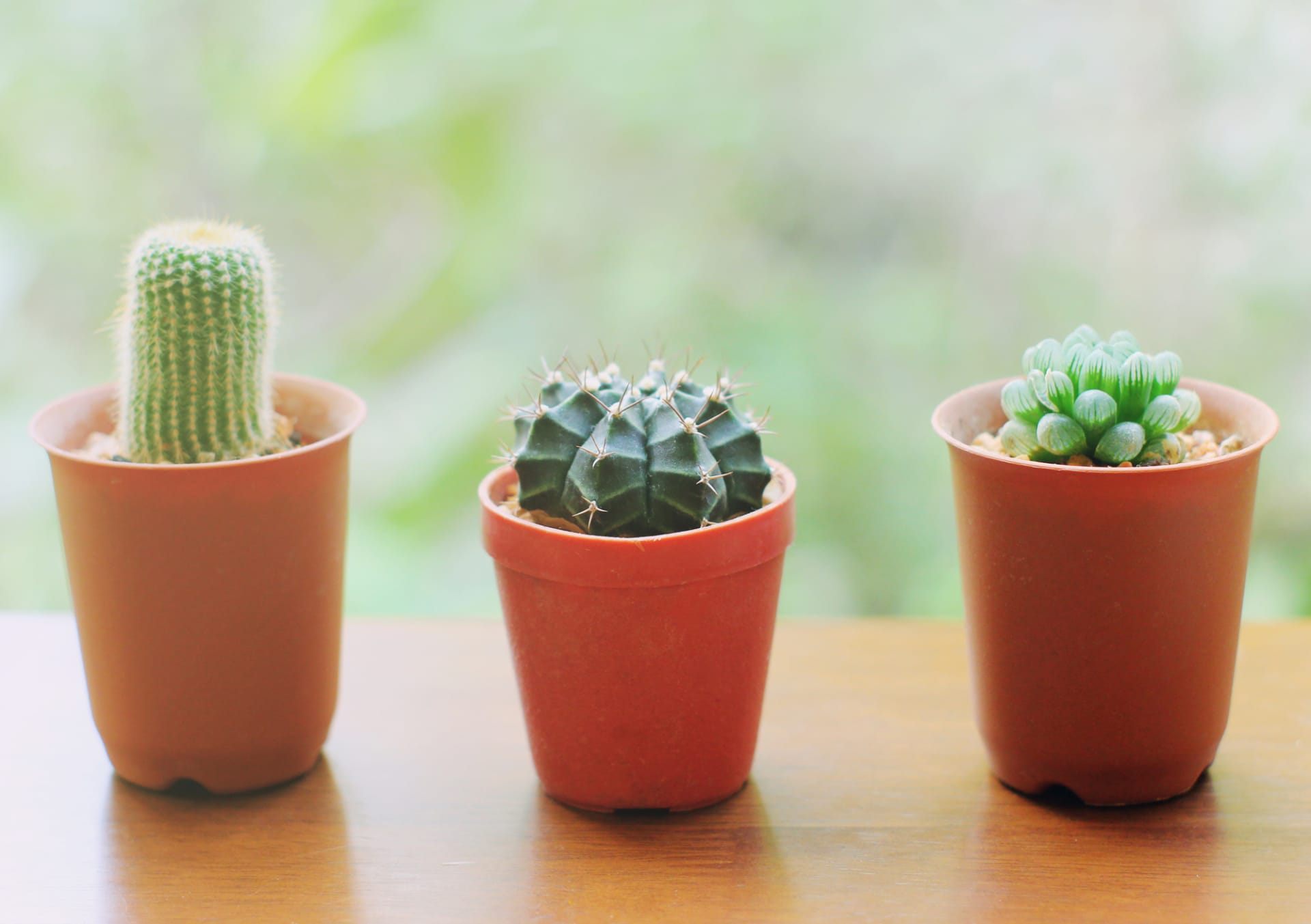 Kaktusy potřebují spoustu světla a téměř žádnou zálivku