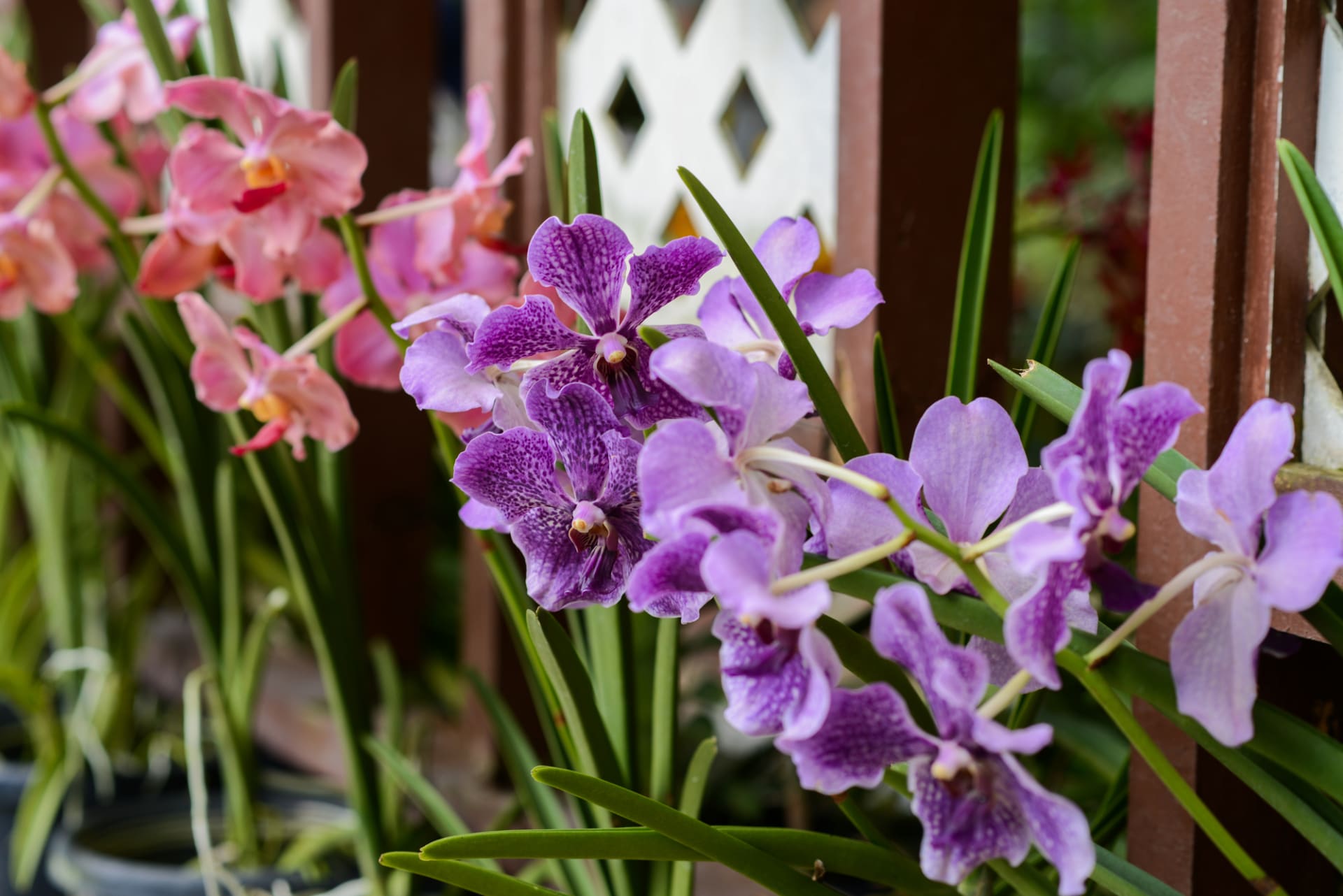 Letnění milují orchideje