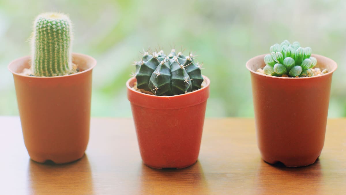 Kaktusy potřebují spoustu světla a téměř žádnou zálivku