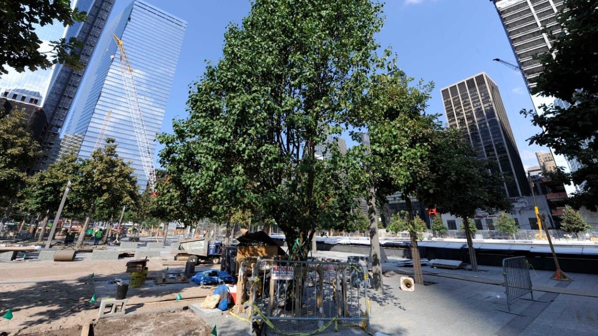 Strom přeživších v New Yorku vyfotografován 11. srpna 2011 u vznikajícího památníku.