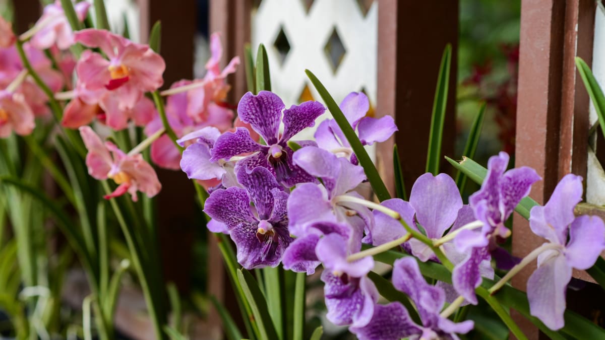 Letnění milují orchideje