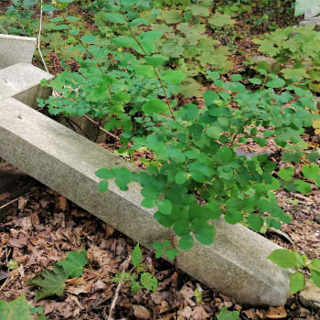 Povalené a polámané náhrobky na německém hřbitově v Krnově-Chomýži. Září 2021