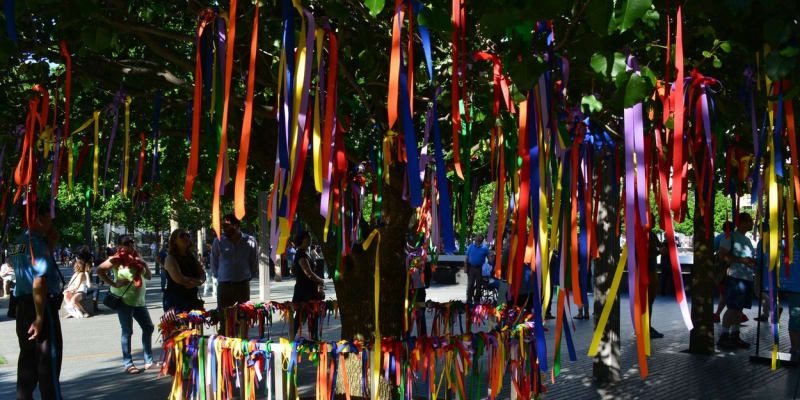 Strom přeživších v červnu 2016 pokryly stuhy nejrůznějších barev. Lidé je na větve a zábradlí kolem hrušně upevnili na počest obětí střelby v nočním gay klubu v Orlandu.