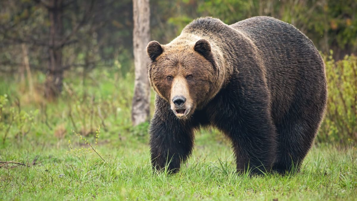 Medvědů se bojíme, shodují se chataři ve Vysokých Tatrách.