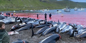 Největší masakr na Faerských ostrovech v historii. Lovci za den usmrtili 1400 delfínů