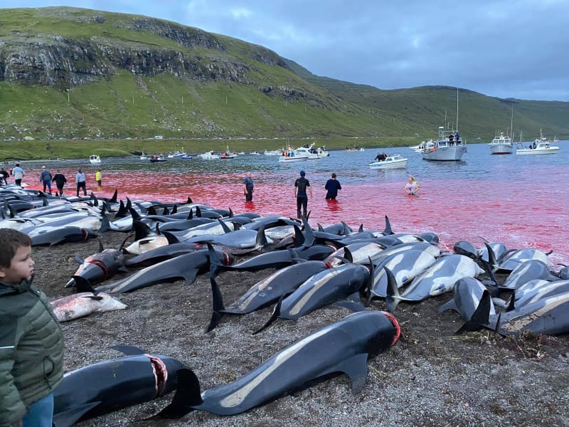 Lovci na Faerských ostrovech ulovili za jeden jediný den více než 1 400 delfínů.