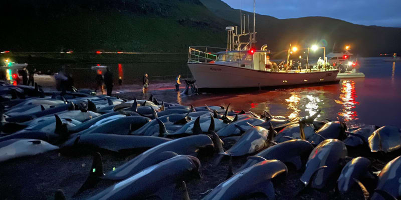 Lovci na Faerských ostrovech ulovili za jeden jediný den více než 1 400 delfínů.