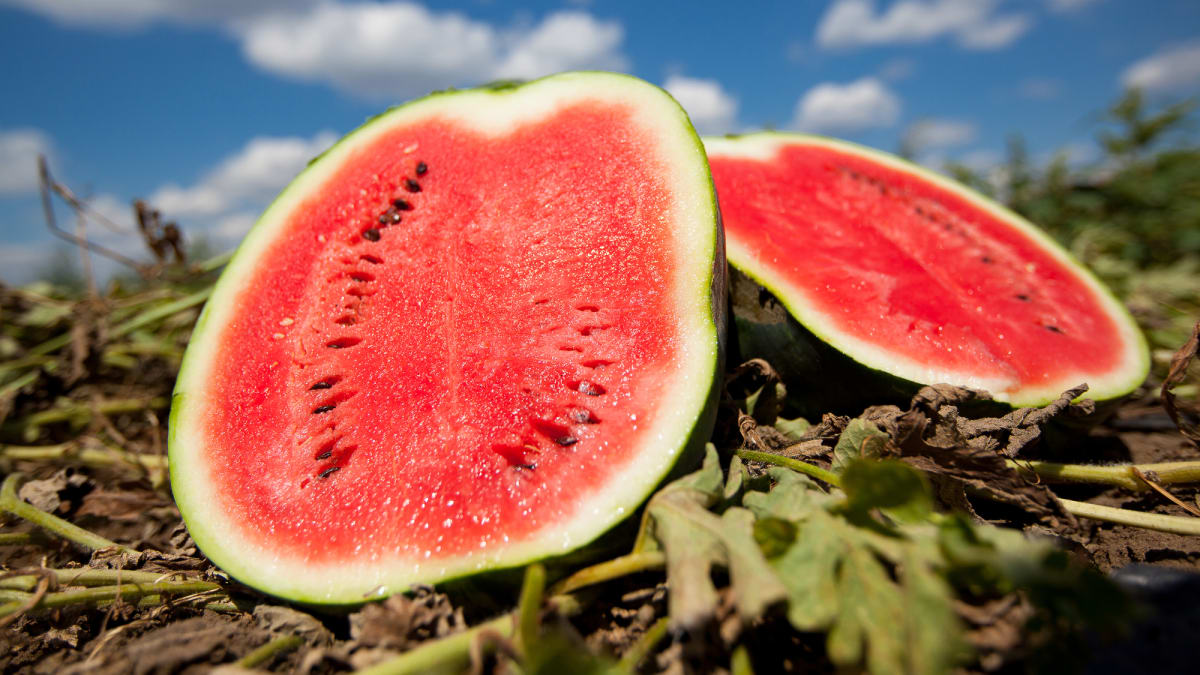 Vodním melounům se dobře daří i v našich podmínkách