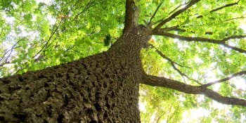 V oblíbeném parku v Plzni padne 70 stromů kvůli novostavbě. Místní se bouří a žalují město