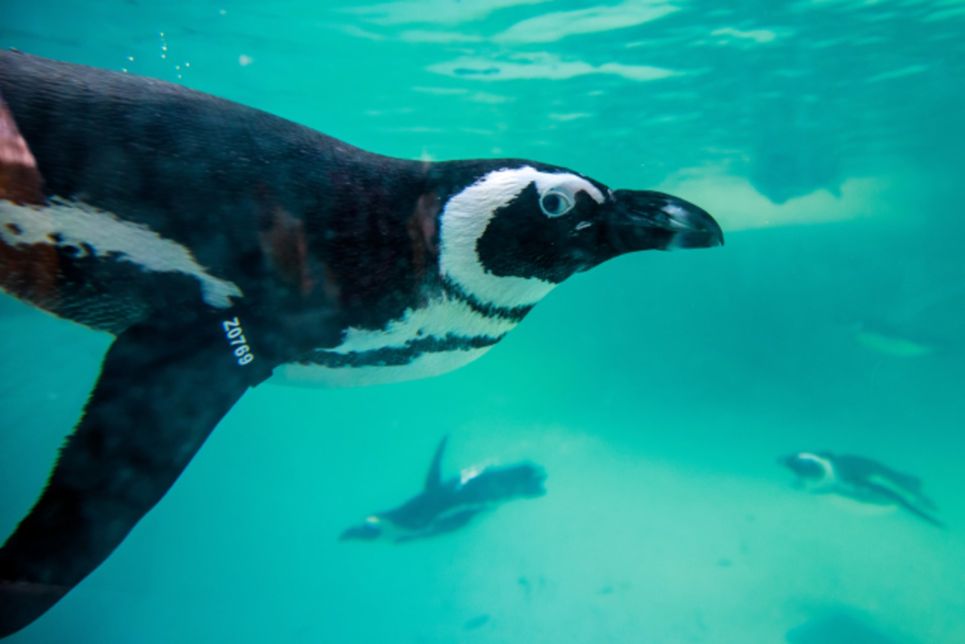 Tučňák brýlový