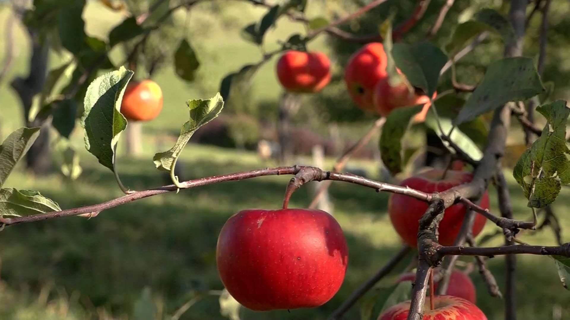 Někteří čeští ovocnáři se zbavují svých jablečných sadů (Ilustrační foto).