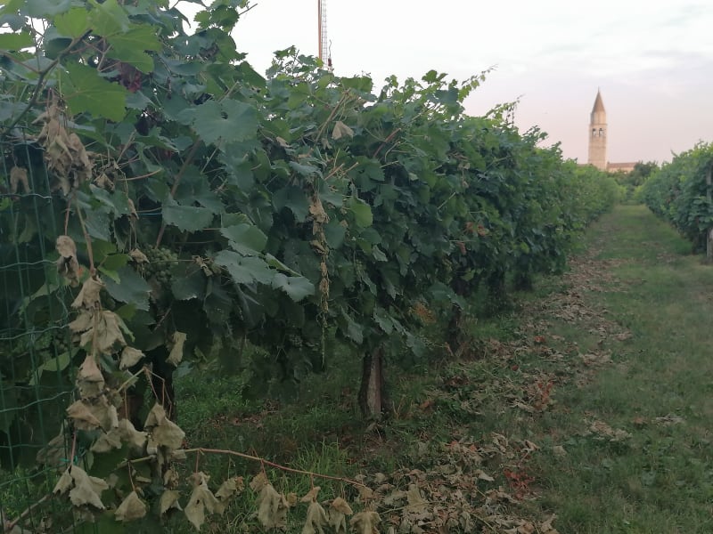 Aquileia. Vinice kolem dnešního titěrného centra, pod vinicemi se skrývají archeologické poklady, proto se také město dostalo na seznam UNESCO.