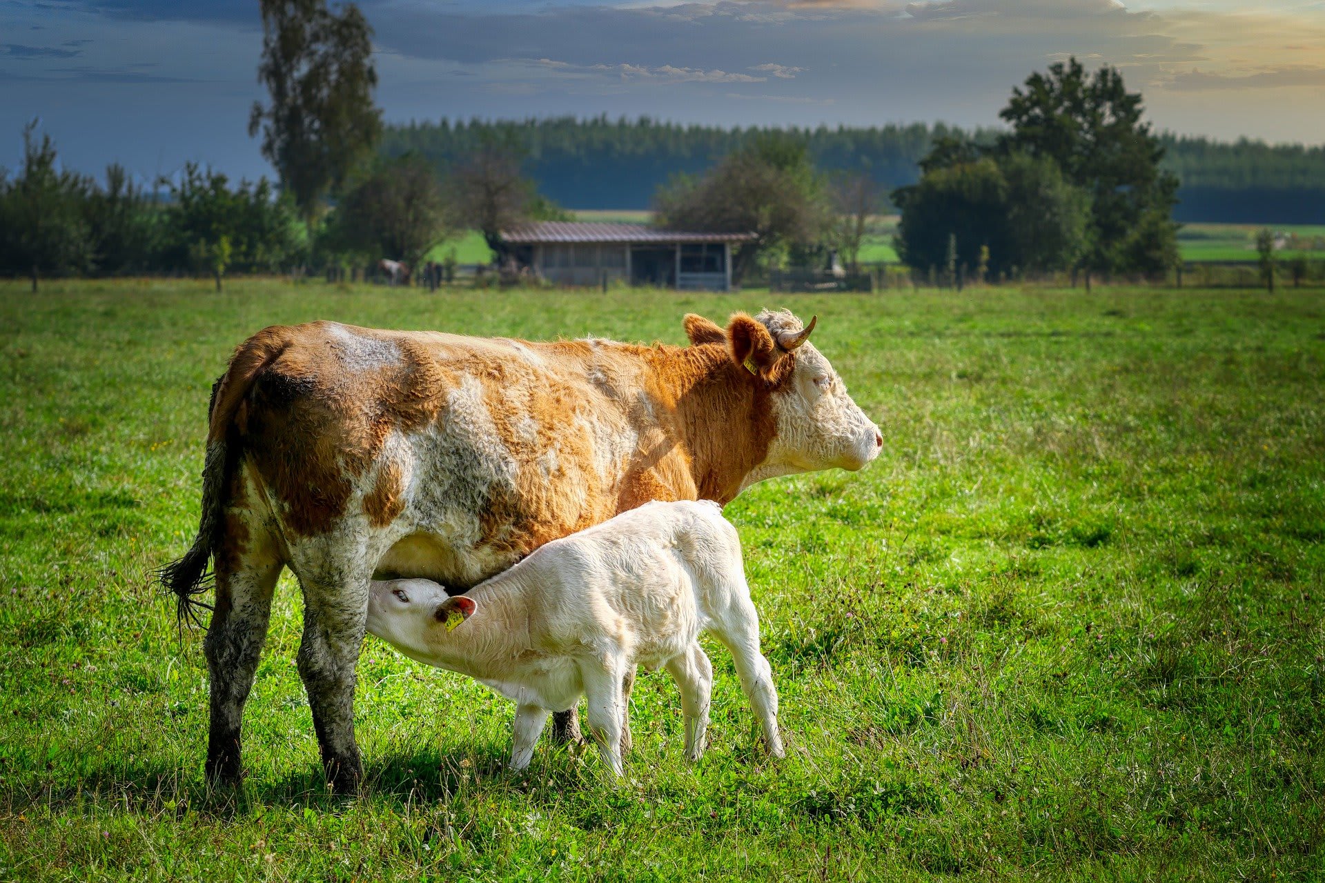 Krávy dokážou být skvělými matkami  když je jim to dovoleno.
