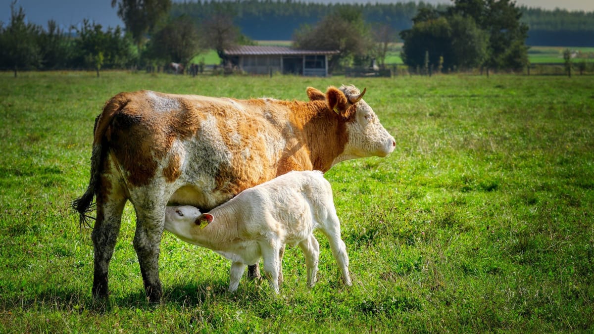 Krávy dokážou být skvělými matkami  když je jim to dovoleno.