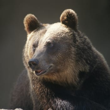 Medvěd hnědý je v Evropě největší šelmou.