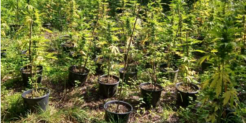 Místo hřibů našel houbař v lese políčko s marihuanou. „Pěstitelům“ hrozí až 10 let vězení