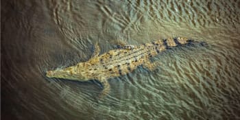 V žaludku obrovského aligátora se našly lidské ostatky. Oběť ulovil během povodní