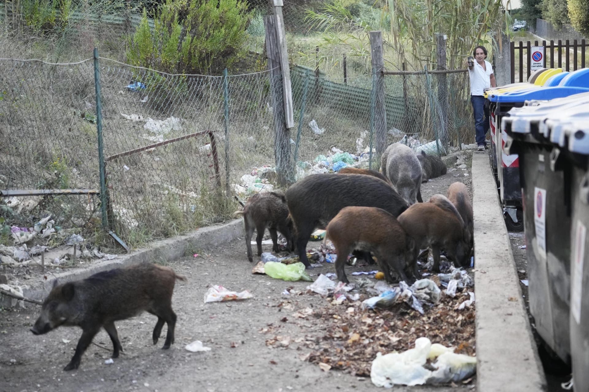 Obyvatelé Říma se potýkají s divočáky, kteří hledají potravu v odpadcích.