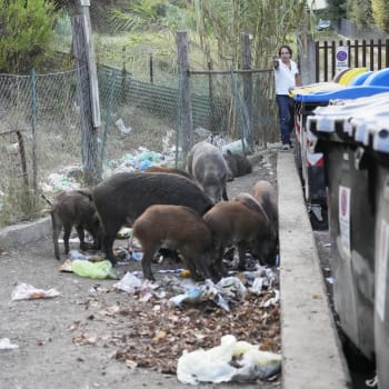 Obyvatelé Říma se potýkají s divočáky, kteří hledají potravu v odpadcích, 